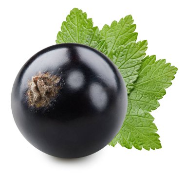 Beyaz arka planda yaprakları olan siyah frenk üzümü. Siyah kuşüzümü kırpma yolu.