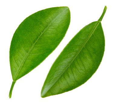 Kırpma Yolu ile beyaz bir arkaplanda izole Citrus ayrılır