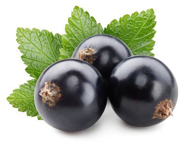 Yapraktan yaprak izole edilmiş bir avuç siyah frenk üzümü. Siyah kuşüzümü kırpma yolu.