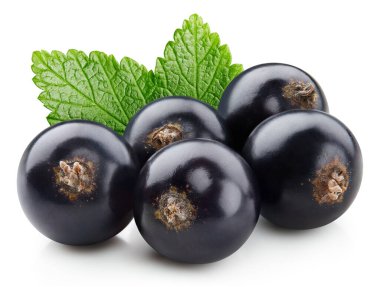 Beyaz arka planda siyah frenk üzümü izole edilmiş. Siyah kuşüzümü kırpma yolu.