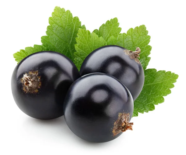 Beyaz arka planda yaprakları olan siyah frenk üzümü. İzole edilmiş böğürtlen kesme yolu.