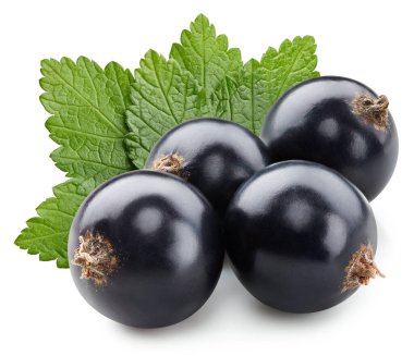 Beyaz arka planda siyah frenk üzümü izole edilmiş. Siyah kuşüzümü kırpma yolu.