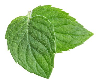Nane yaprakları beyaz arka planda izole. Nane kırpma yolu.