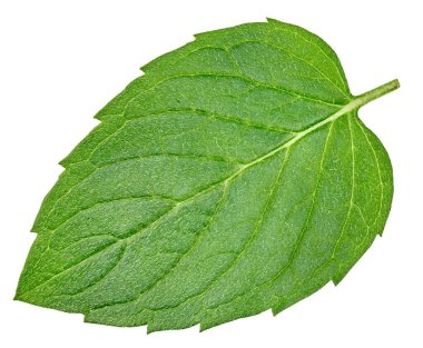 Beyaz arka planda izole edilmiş nane. Naneli Meyve Kırpma Yolu