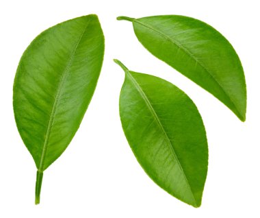 Kırpma Yolu ile beyaz bir arkaplanda izole Citrus ayrılır