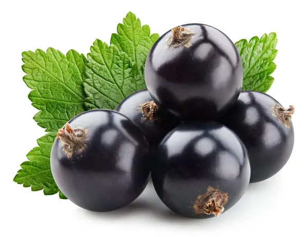 Black Currant Berries White Background Isolated Black Currant Clipping Path — Stock Photo, Image