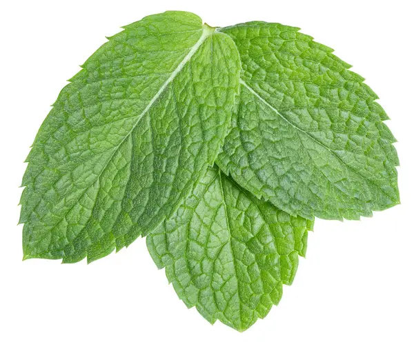 Mint Leaves Isolated White Three Spearmint Leaves Clipping Path Mint — Stock Photo, Image