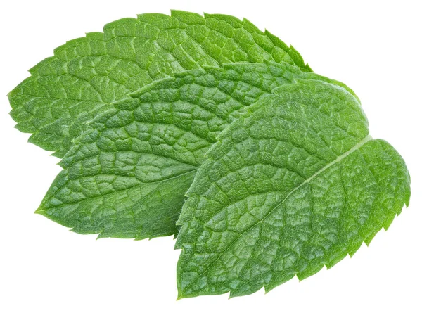 Green Mint Leaf White Background Fresh Mint Leaves Clipping Path — Stock Photo, Image