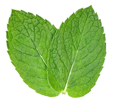 Beyaz arka planda izole edilmiş nane yaprağı. Nane yaprakları kırpma yolu