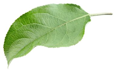 Beyaz arka planda yeşil elma yaprağı izole edilmiş. Yapraklar Elma Kırpma Pat