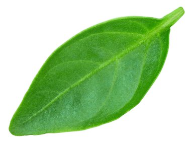 Biber yaprağının yakın çekimi beyaza izole edilmiş. Biber yaprağı kırpma yolu