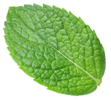 Nane kırpma yolu. Beyaz üzerine izole edilmiş organik taze nane yaprakları. Tam alan derinliği