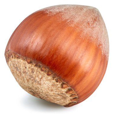 Fındık, beyaz arka planda izole edilmiş. Fındık Kırpma Yolu. Stüdyo makro çekimi