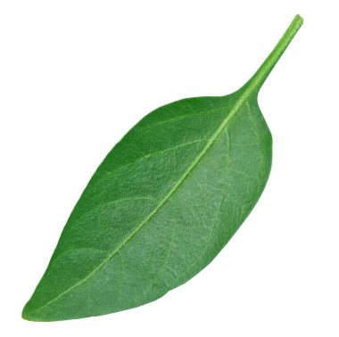 Biber yaprağının yakın çekimi beyaza izole edilmiş. Biber yaprağı kırpma yolu