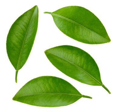 Yaprak koleksiyonu. Yaprak narenciye kesme yolu. Organik portakal yaprağı makro stüdyo fotoğrafı.