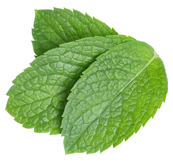 Mint Leaves Isolated White Three Spearmint Leaves Clipping Path Mint — Stock Photo, Image