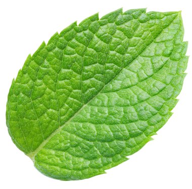 Yeşil nane yaprağı beyaza izole edilmiş. Taze nane yaprağı. Nane şekeri kesme yolu. Tam alan derinliği