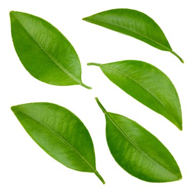 Tahsilat beyaz üzerinde izole bırakılır. Yaprak kırpma yolu. Makro stüdyo fotoğrafı bırakıyor.