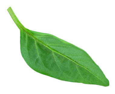 Biber yaprağının yakın çekimi beyaza izole edilmiş. Biber yaprağı kırpma yolu