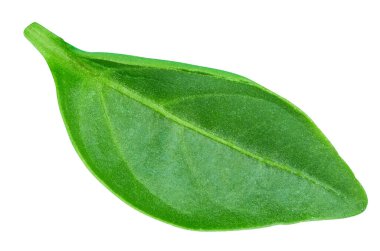 Biber yaprağının yakın çekimi beyaza izole edilmiş. Biber yaprağı kırpma yolu