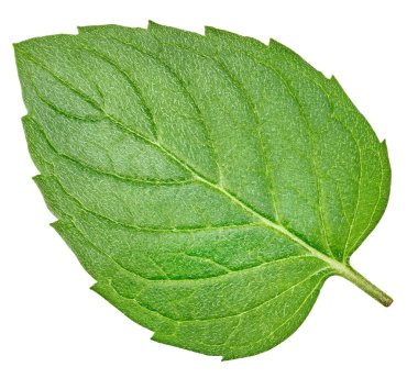 Darphane beyaz bir arkaplanda izole edilmiş Kırpma Yolu ile ayrılır. Naneli makro fotoğraf