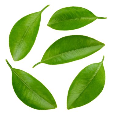 Citrus koleksiyonu tek başına bırakır. Yaprak koleksiyonu. Tam alan derinliği