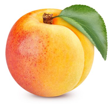 Beyaz arka planda izole edilmiş taze kayısı. Kayısı toplama yolu. Taze organik kayısı. Tam alan derinliği