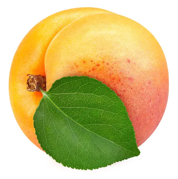 Organic Orange Apricot Isolated White Background Taste Apricot Leaf Full — Stock Photo, Image