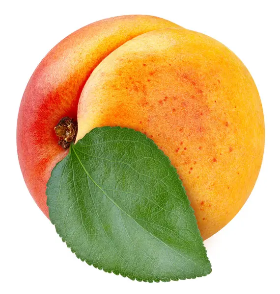 One Apricot Full Macro Shoot Fruit Healthy Food Ingredient White — Stock Photo, Image