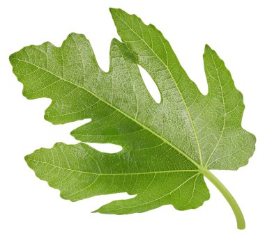 İncir yaprağı izole kesme yolu. Beyaz arka planda incir yaprağı. Lleaf makro stüdyo fotoğrafı