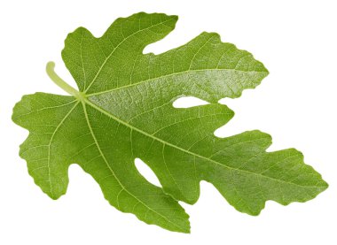 İncir yaprağı izole kesme yolu. Beyaz arka planda incir yaprağı. Lleaf makro stüdyo fotoğrafı