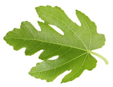 İncir yaprağı izole kesme yolu. Beyaz arka planda incir yaprağı. Lleaf makro stüdyo fotoğrafı
