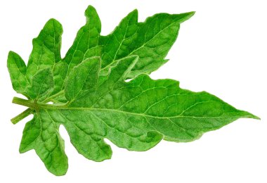 Yaprak domates. Yaprak kırpma yolu. Organik domates yaprağı makro stüdyo fotoğrafı. Tam alan derinliği