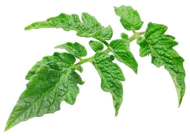 Yaprak domates. Yaprak kırpma yolu. Organik domates yaprağı makro stüdyo fotoğrafı. Tam alan derinliği