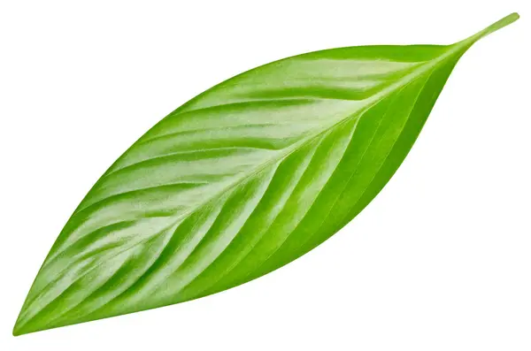 Тропічні Листя Екзотичний Лист Ізольовано Зелений Лист Білому Тлі Відсічним Стокове Фото