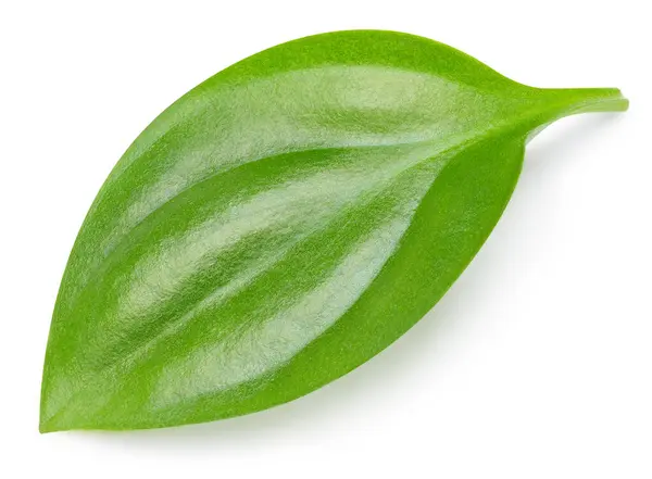 Tropische Blätter Exotische Blatt Isolieren Grünes Blatt Auf Weißem Hintergrund lizenzfreie Stockbilder