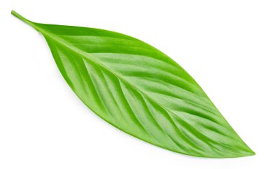 Tropik yapraklar. Egzotik yaprak izole. Kırpma yolu ile beyaz arkaplan üzerinde yeşil yaprak
