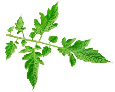 Yaprak domates. Yaprak kırpma yolu. Organik domates yaprağı makro stüdyo fotoğrafı. Tam alan derinliği