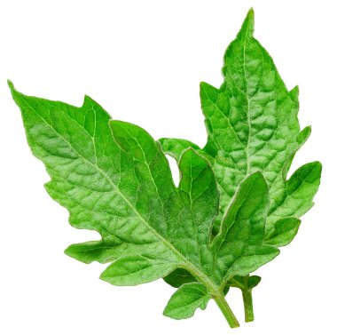 Yaprak domates. Yaprak kırpma yolu. Organik domates yaprağı makro stüdyo fotoğrafı. Tam alan derinliği