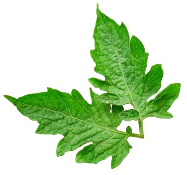 Yaprak domates. Yaprak kırpma yolu. Organik domates yaprağı makro stüdyo fotoğrafı. Tam alan derinliği