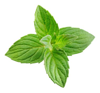 Nane yaprakları beyaza izole edilmiş. Nane Kırpma Yolu. Naneli makro stüdyo fotoğrafı.