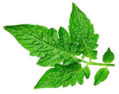 Yaprak domates. Yaprak kırpma yolu. Organik domates yaprağı makro stüdyo fotoğrafı. Tam alan derinliği