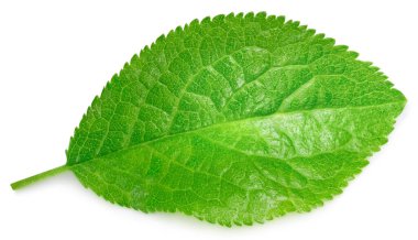 Beyaz arka planda koyu yeşil yapraklar var. Plum 'un bıraktığı yol kırpılıyor. Erik yaprağı makro stüdyo fotoğrafı