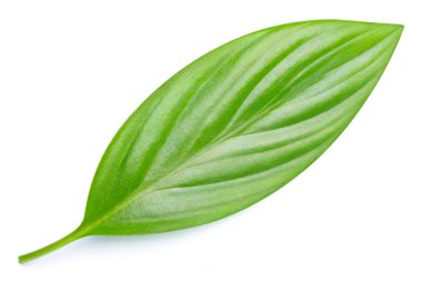 Yeşil yaprak izole. Kırpma yolu ile beyaz arkaplanda yeşil yapraklar