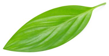 Yeşil yaprak izole. Kırpma yolu ile beyaz arkaplanda yeşil yapraklar