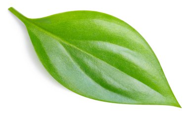 Yeşil yaprak izole. Kırpma yolu ile beyaz arkaplanda yeşil yapraklar