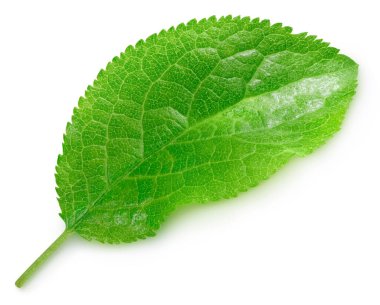 Erik yaprakları beyaz arka planda yalıtılmış. Kesme yolu olan erik yaprağı