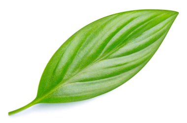 Yeşil yaprak izole. Kırpma yolu ile beyaz arkaplanda yeşil yapraklar