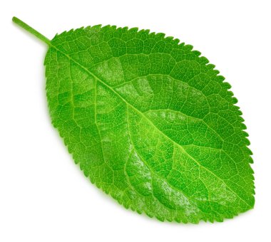 Beyaz arka planda koyu yeşil yapraklar var. Plum 'un bıraktığı yol kırpılıyor. Erik yaprağı makro stüdyo fotoğrafı