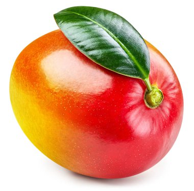 Mango kırpma yolu. Beyaz arka planda yalıtılmış mango yapraklı mango meyvesi. Üst Düzey Erişim